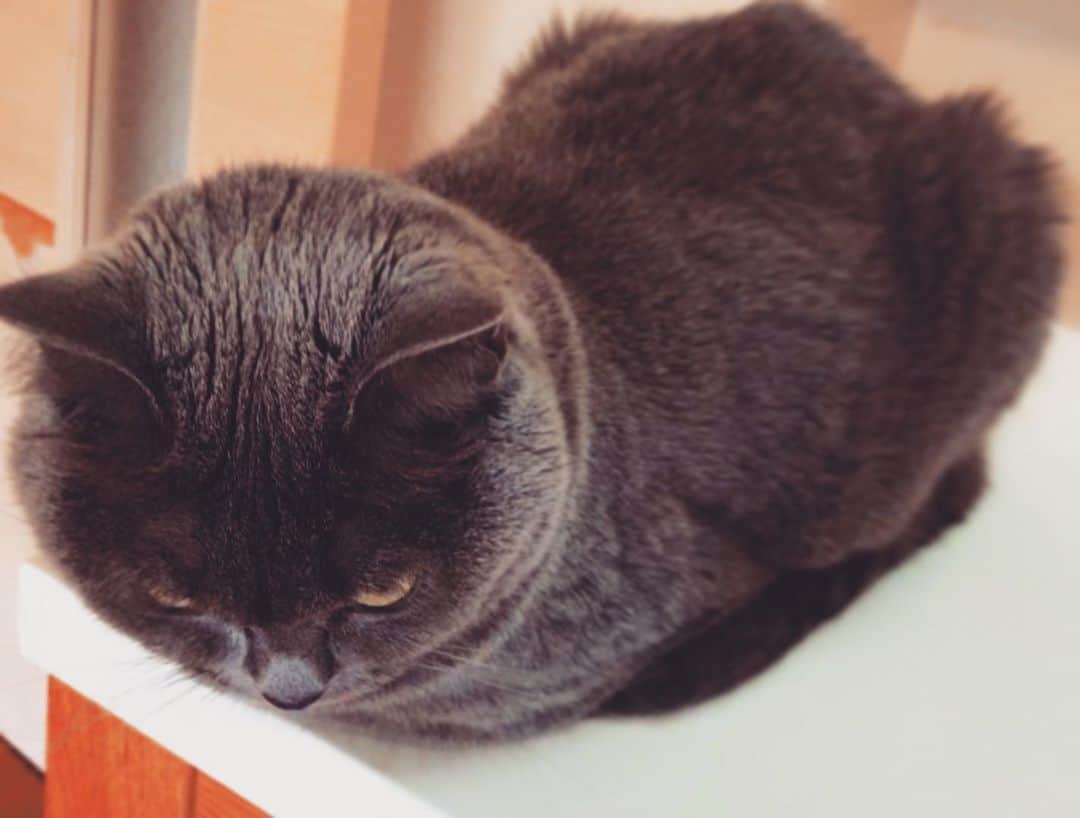 チキン南蛮カレーのルウ王子のグルメインスタ