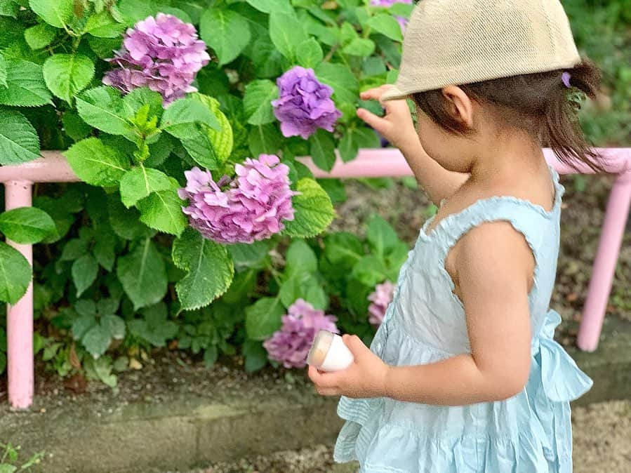 こままりえさんのインスタグラム写真 - (こままりえInstagram)「✴︎ hydrangea💠💐 . 娘ちゃんと一緒に #紫陽花めぐり 👧💐 写真もバッチリ撮りたいから スマホと一緒に @pafuco_official も 一緒にポケットに😉👍💓 . 10秒でメイク仕立てのお肌に戻れるパフコは 持ち運びにもとっても便利✨ 子供と移動中は手を繋いで歩くから なるべく身軽でいたいしね👍👧🎶 . 娘ちゃんが紫陽花に夢中になっている合間に #化粧戻し をしていたら その姿をみて楽しそうに思ったのか 最後は娘ちゃん奪われちゃった😅 . フタが鏡になっているから それが #キラキラ して見えたのかも〜？✨ 最近はママの #真似っこ が 大好きなお年頃の娘ちゃんでした😂😂💓 . 娘ちゃんと紫陽花探しながらパフコ💠 どこでもパフコ参加中☺️💠 . #どこでもパフコ #PAFUCO #化粧戻しPAFUCO #化粧戻しパフ #パフコ #コスメ #コスメ好き #メイク #メイク好き #梅雨 #梅雨の晴れ間 #梅雨の花 #紫陽花 #アジサイ #おさんぽ #お散歩 #かたつむり #カタツムリ #でんでんむし #ねこみみ #ねこみみ帽子 #娘ちゃんの作品 #娘ちゃんの成長記録 #2歳2ヶ月」7月1日 21時11分 - komamarie