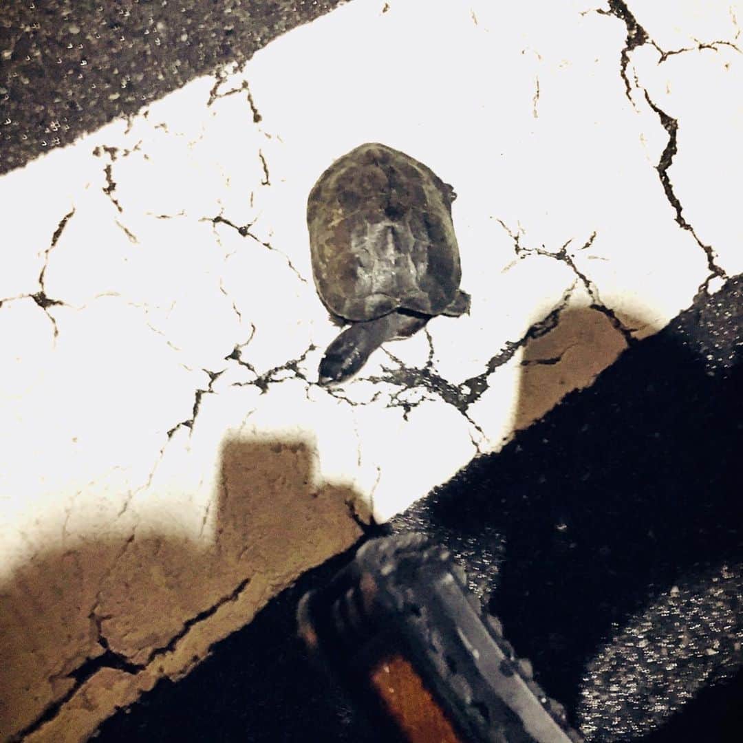 佐藤智美のインスタグラム：「今日自転車で自宅に向かう途中、道路の前方にいつもは無い大きめの石❓があったので急ブレーキをかけたところ…🚲💦 「石」じゃなくって「亀」🐢でビックリ😱💦💦💦 あ、危なかった〜〜〜⚠️ 飼ってた亀さんが脱走したのか、近所の公園から遠足にきちゃったのか良くわからないので…とりあえず車🚗に轢かれないのを優先して近所の公園に避難させておきました😅💦💦 命がまず優先ってことで…」