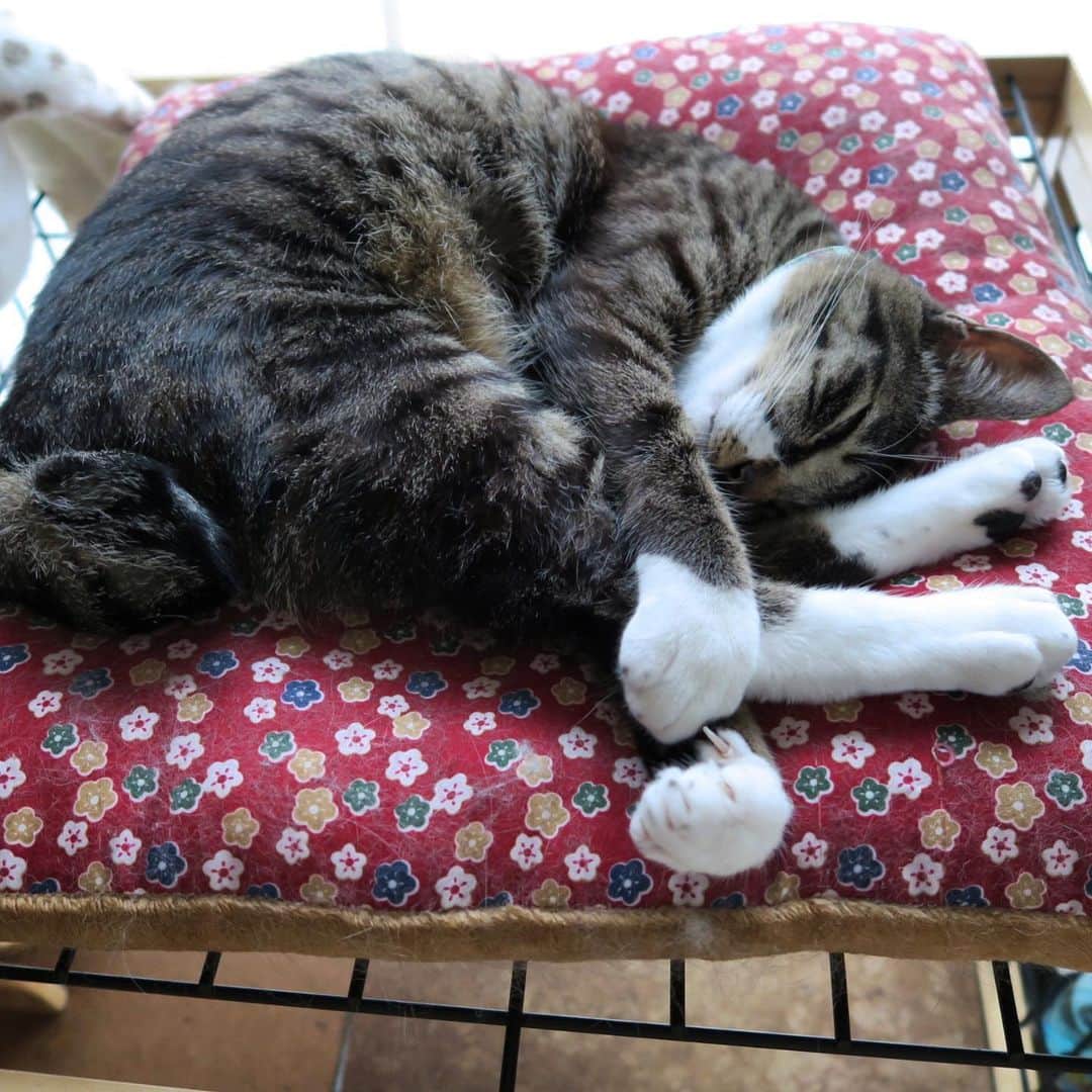 takegaeruのインスタグラム：「かわいい寝姿ねん❤️ #猫 #cat #よもねこ #よもぎねこ #キジトラ #きじとら」