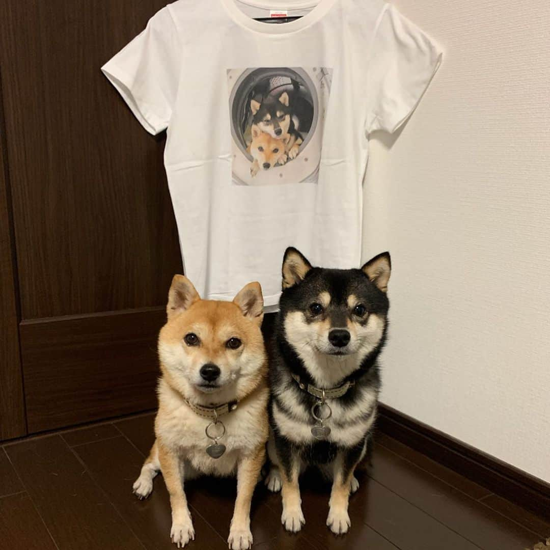 豆柴なつ&ふゆさんのインスタグラム写真 - (豆柴なつ&ふゆInstagram)「Arrive on store shelves Natsu&Fuyu's T-shirt and bag😊❤️ なつふゆのTシャツとバッグが @more_better_t  さんより販売されることになりました😊❤️ https://more-better-t-shirts.com/?category_id=5d0d810e7521795083bd6dec  #なつふゆグッズ #tシャツ #tshirt  #バッグ #bag #販売開始 #nowonsale  #いぬすたぐらむ  #シバフル #柴犬#shiba #shibainu #shibastagram #shibamania #shibalove#豆柴#instacute #CuteDogs #pecoいぬ部#doglove #犬 #dogstagram #dogoftheday #instashiba #🐕📷 #ふわもこ部 #柴犬マニア #cutepets #しばいぬ #proudshibas」7月1日 21時26分 - mameshiba.natsuinu56