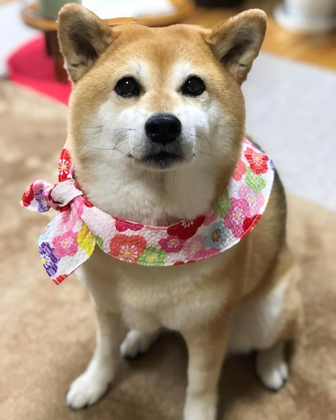 くるみさんのインスタグラム写真 - (くるみInstagram)「. ドナドナ前掛け 梅雨コレクション☔️🌿⛱🐕🌿☂️ どれが似合うかな😊 . . #くーさんの前掛けコレクション #柴犬くるみ #数えきれにゃい」7月1日 21時34分 - kurukurukurumi222