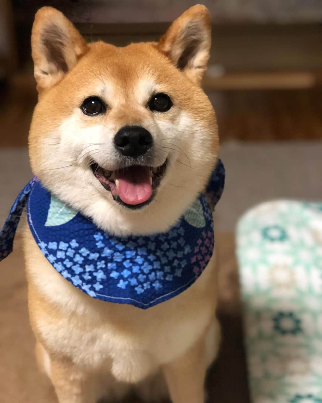 くるみさんのインスタグラム写真 - (くるみInstagram)「. ドナドナ前掛け 梅雨コレクション☔️🌿⛱🐕🌿☂️ どれが似合うかな😊 . . #くーさんの前掛けコレクション #柴犬くるみ #数えきれにゃい」7月1日 21時34分 - kurukurukurumi222