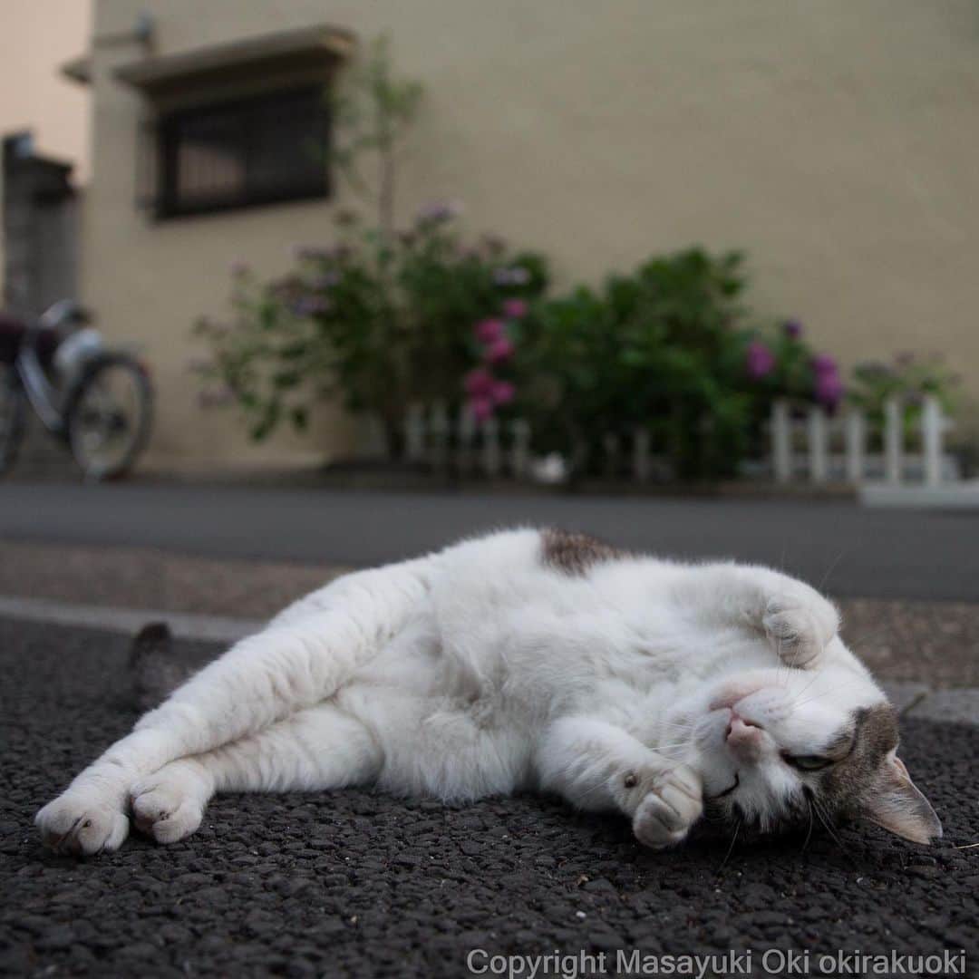 Masayukiさんのインスタグラム写真 - (MasayukiInstagram)「両招き。  #cat #ねこ」7月1日 12時42分 - okirakuoki