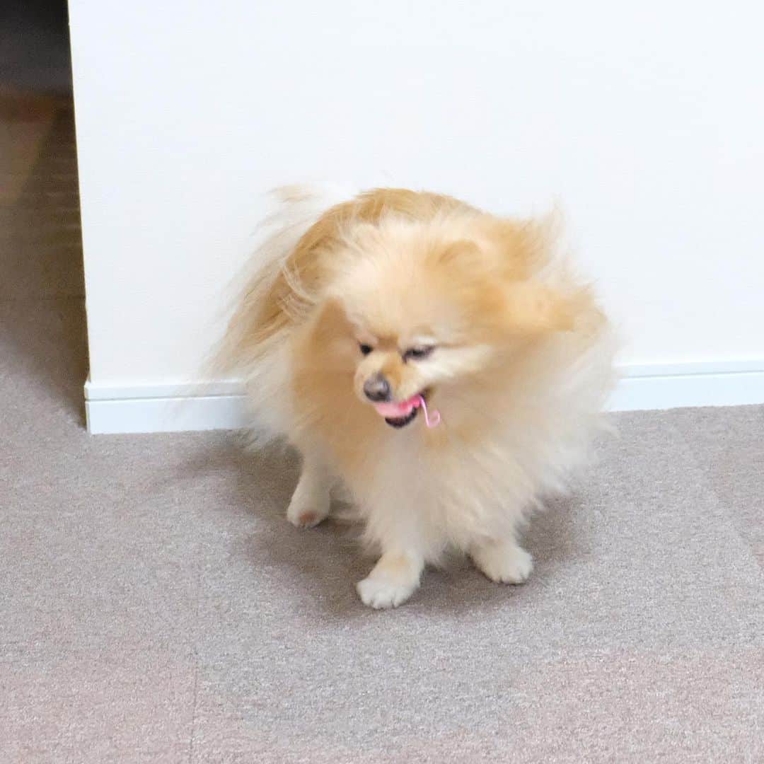 Hanaさんのインスタグラム写真 - (HanaInstagram)「ブログ更新しました♪ プロフィールから飛べます🚀 http://kedamakyoudai.blog.jp/ * あぁあ〜ん * ナイスキャッチ * やればできる子YDK * * #Pomeranian#pom#pompom#pomstagram#pets#mofmo#dogs#doglover#dogsofinstagram#dogstagram#Japan#Kawaii#fluffydog#ポメラニアン#犬#いぬら部#chien#pecoいぬ部#포메라니안#もふもふ#ふわもこ部#cute#cutedog#funny#funnydog#面白い」7月1日 12時53分 - mofu2family