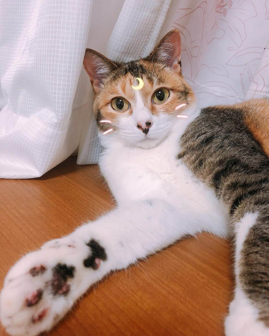 長久梨那さんのインスタグラム写真 - (長久梨那Instagram)「． にゃー🐱💓 ちーたんがルナになった❤️ かわいすぎる❤️❤️ #SNOW #セーラームーン #ルナ #猫 #三毛猫 #ねこすたぐらむ #にゃんすたぐらむ #猫部 #かわいい #お鼻に #隠れミッキー #フォローミー #cat #catstagram #catsofinstagram #nose #mickymouse #japan #japanesecat #japaneseanime #anime #manga #sailormoon #luna #cute #kawaii #instagood #instacat #followme #🐱」7月1日 13時53分 - rinanagahisa