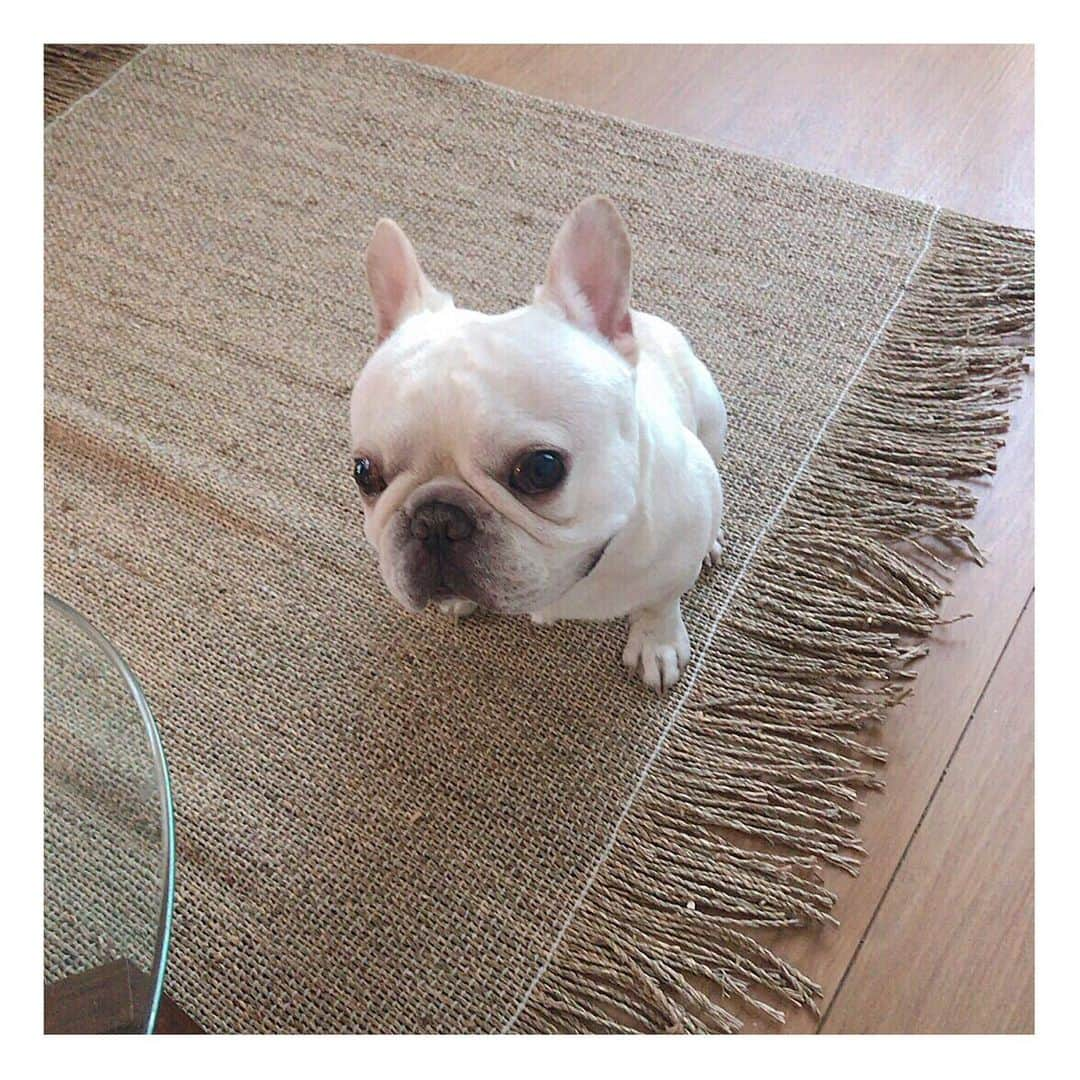 船曳ひろみさんのインスタグラム写真 - (船曳ひろみInstagram)「♡♡♡ #frenchbulldog #おもち」7月1日 14時23分 - hiromi_funabiki