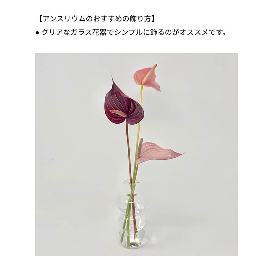 HAIR CATALOG . JPさんのインスタグラム写真 - (HAIR CATALOG . JPInstagram)「アンスリウムってこんなに種類があったんだってことにまず驚き。 この花は Little Boy って言うんだよってアメリカ人の先生が教えてくれたな…… もちろんスラングです🤣  #ヒネリノハナ#花#アンスリウム#loge  コラムの続きはこちらのサイトページから @hair_catalog_jp  http://logi.net/ https://www.instagram.com/udayoko//」7月1日 14時50分 - hair_catalog_jp