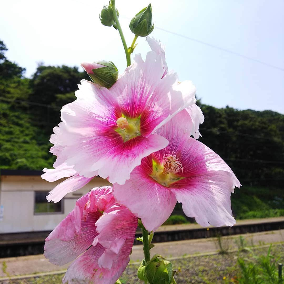 みながわゆみのインスタグラム