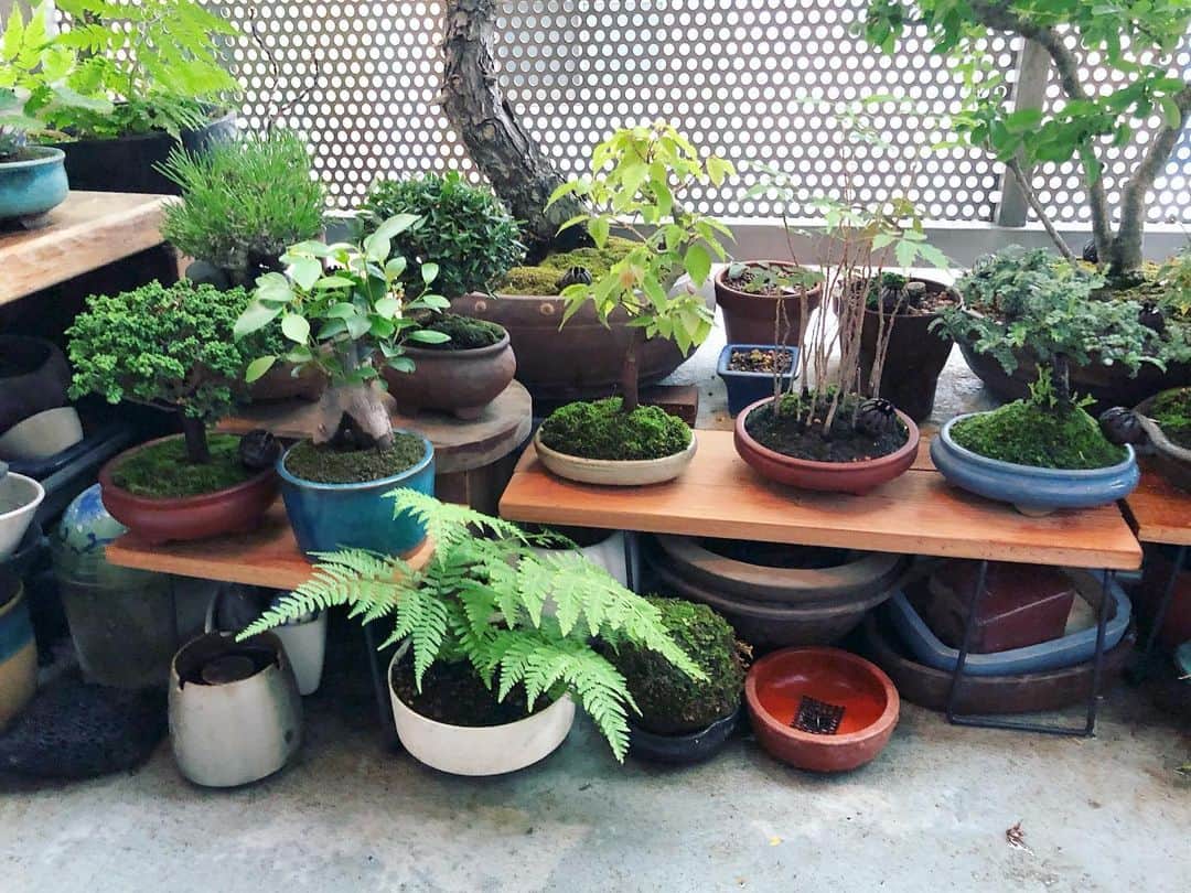 金成公信のインスタグラム：「チビ達。いろんな緑。良い。#盆栽 #bonsai #bonsaijapan #japanesebonsai #wabisabi #bonsailovers #bonsailife #bonsaitree #bonsaiart #bonsaigram #bonsaiworld #plants #tree #greenlife #greenlifestyle」