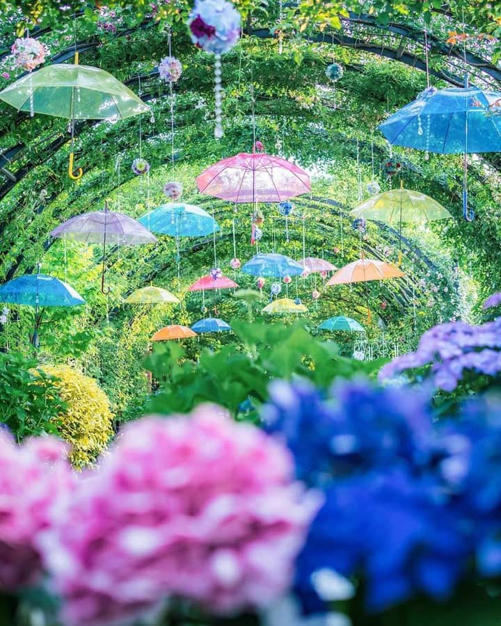 ニコンイメージングジャパン公式さんのインスタグラム写真 - (ニコンイメージングジャパン公式Instagram)「‖Landscape of the rainy season﻿⠀ Photo by @hitomi_pleinelune⠀ https://www.instagram.com/p/ByXcfn8ASox/⠀ *⠀ ニコン機材で撮影された光をテーマにした写真に「 #light_nikon 」をつけてInstagramに投稿いただいた皆さんの作品を本アカウントで紹介させていただきます。⠀ （作品使用に関するガイドラインは本アカウントのプロフィールに記載しているURLからご覧ください）⠀ ⠀ #ニコン #nikon #一眼 #カメラ #camera #nikon📷 #nikonlove  #light_nikon #紫陽花﻿ #花」7月1日 16時02分 - nikonjp