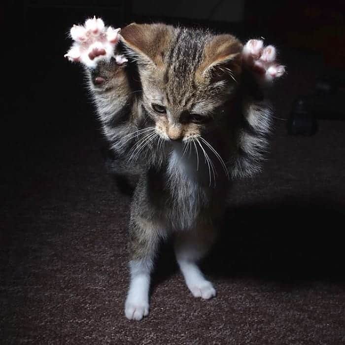 PETomorrowのインスタグラム：「猫はちからをためている  #ドラクエあるある　#このあとの攻撃が恐い　#後で仲間になるパターン　#ドラクエ #猫　#Cats #catstagram #猫好きさんとつながりたい」