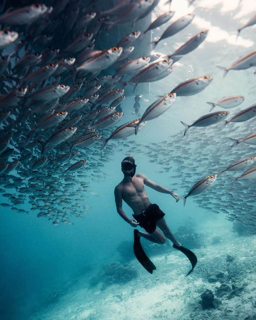 Discover Earthさんのインスタグラム写真 - (Discover EarthInstagram)「Swimming in the middle of a large school of fish must be such a great experience ! 🐟🇮🇩 Tag the people you would want to dive there with ! — 📍#DiscoverIndonesia — 📸  Photo by @samkolder」7月1日 16時40分 - discoverearth