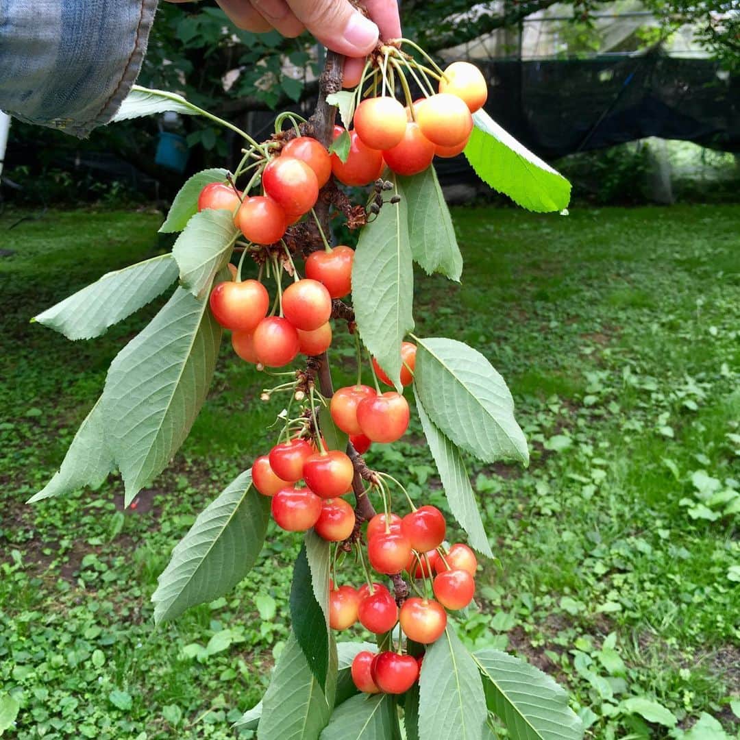 堀江淳のインスタグラム：「青森 名川でサクランボ🍒」