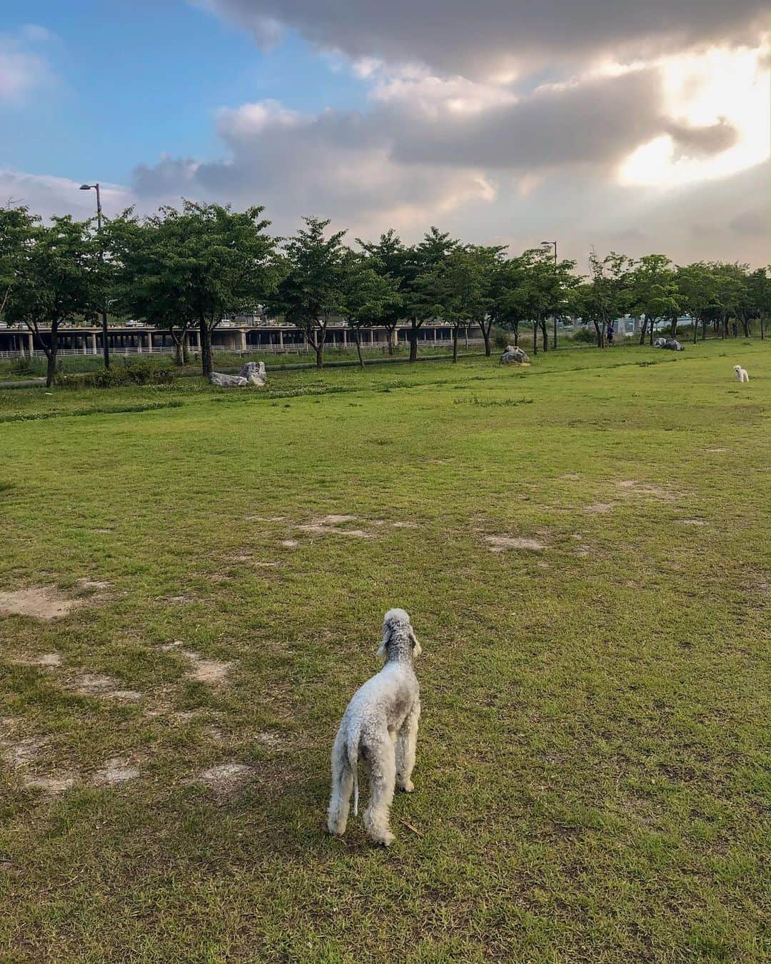 Junyoungさんのインスタグラム写真 - (JunyoungInstagram)「몽스타그램 . . . #bedlington #bedlingtonterrier #terrier #bedlingtonterriers #베들링턴테리어 #베들링 #산책」7月1日 17時10分 - yanggeng88