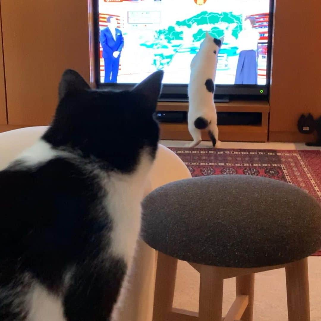 猫ラボさんのインスタグラム写真 - (猫ラボInstagram)「福ちゃんは本当にテレビ好きだよね、と蘭丸としみじみ」7月1日 17時22分 - nekolabo