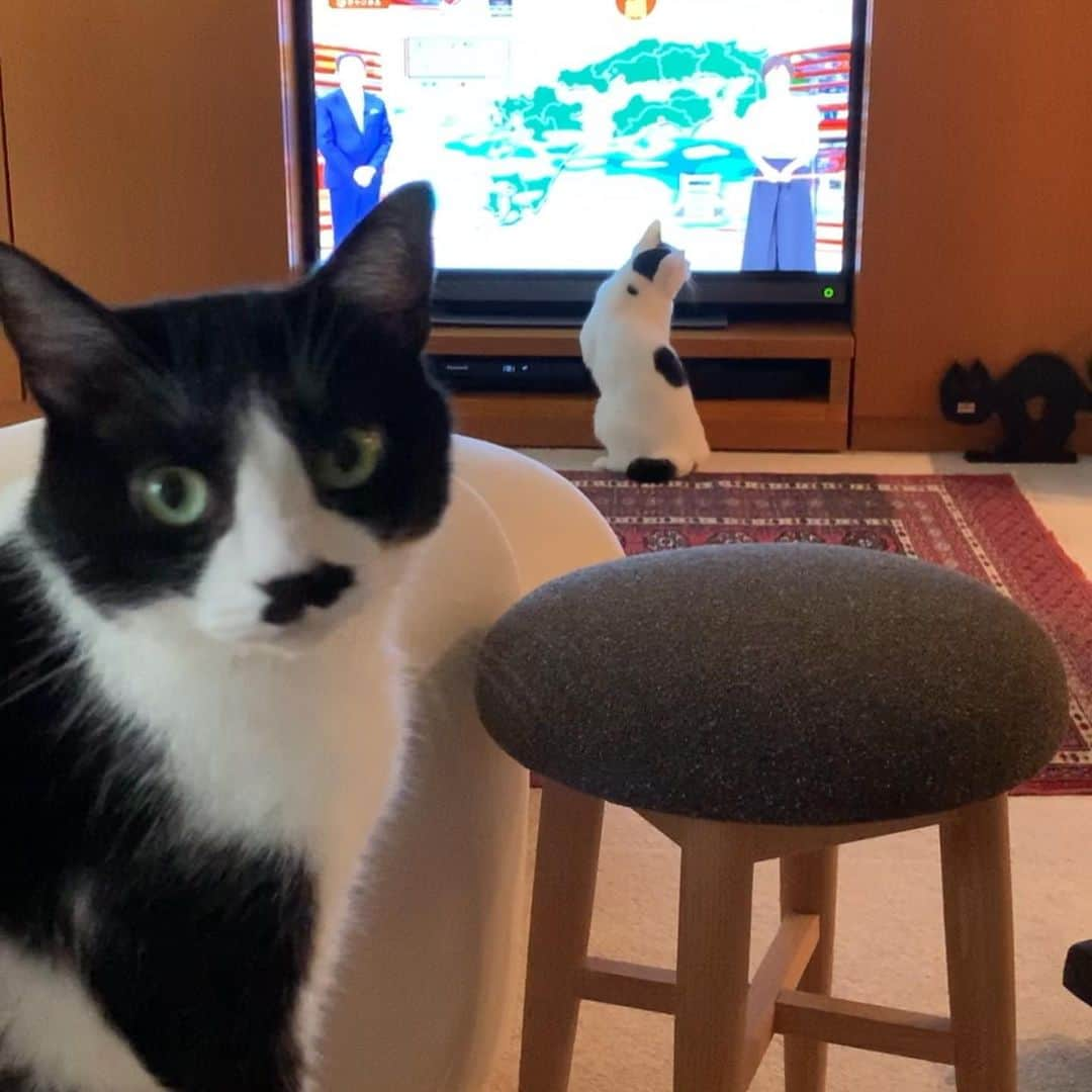 猫ラボさんのインスタグラム写真 - (猫ラボInstagram)「福ちゃんは本当にテレビ好きだよね、と蘭丸としみじみ」7月1日 17時22分 - nekolabo