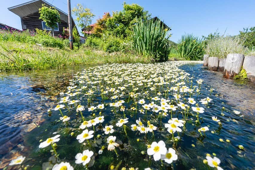 福島県さんのインスタグラム写真 - (福島県Instagram)「《小さなふくしま見つけた！》vol.2 ◉清水川の梅花藻（ばいかも）◉ 梅花藻とは、清流に生息する日本固有の貴重な植物で「金魚草」の名で親しまれています。郡山市湖南町中野地区の清水川では保存活動に取り組み、例年6月から7月下旬にかけてかわいらしい白花を咲かせています。 #郡山市 #梅花藻 #金魚草 #湖南町 #福島 #ふくしま #ふくしまからはじめよう #来て #fukushima #traveljapan #futurefromfukushima #japantrip #fukushimatrip #art_of_japan #instagramjapan #japan_of_insta  #insta_fukushima  #special_spot_」7月1日 17時23分 - realize_fukushima