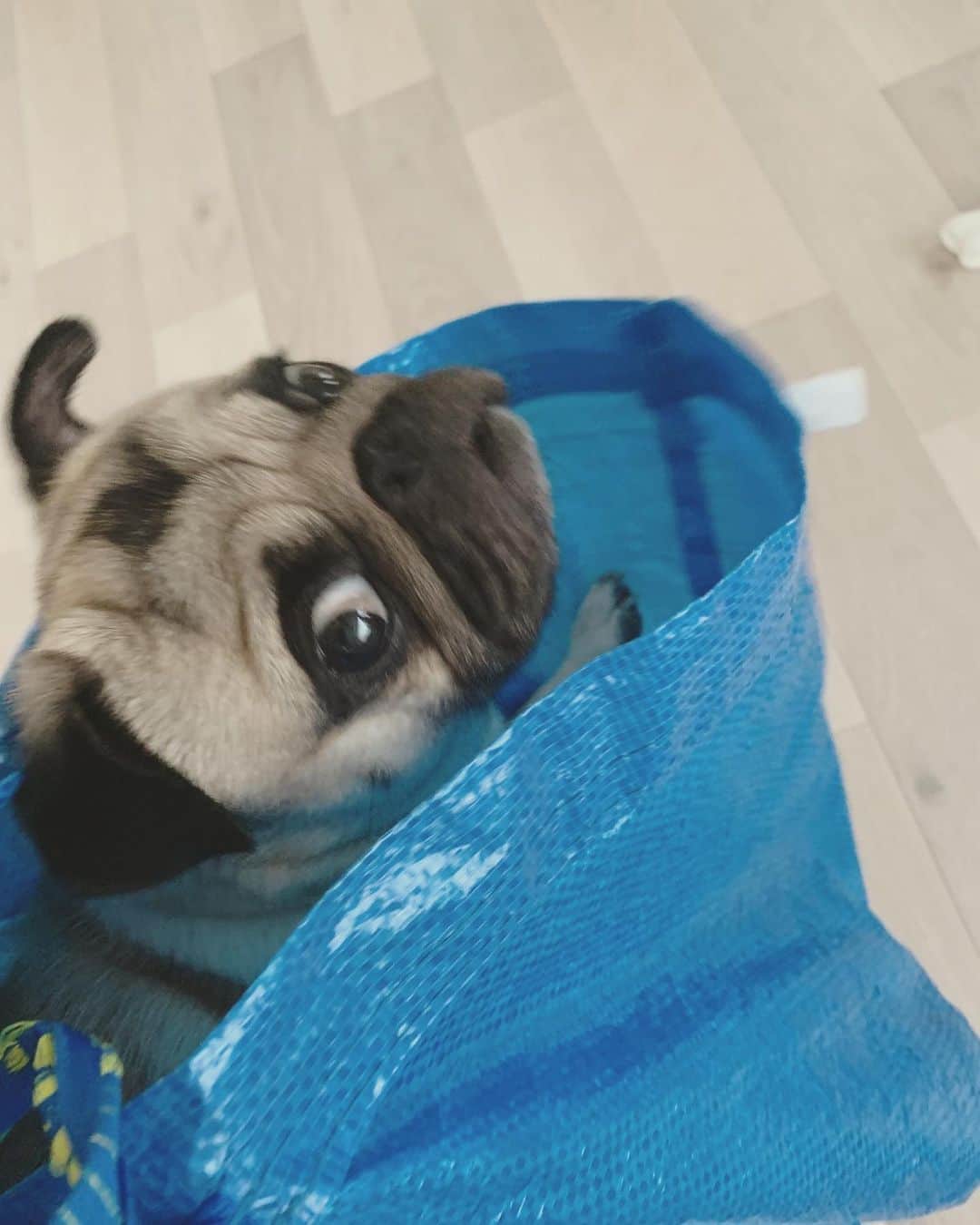 奈津美さんのインスタグラム写真 - (奈津美Instagram)「⌘ Mugi in the IKEA bag 💙 最近何かと入りたがり。 ⌘ #IKEAbag #IKEA #love #pug #pugstagram #howcute #パグ #むぎ #3才 #おとこのこ」7月1日 17時37分 - natsumi_7.2.3