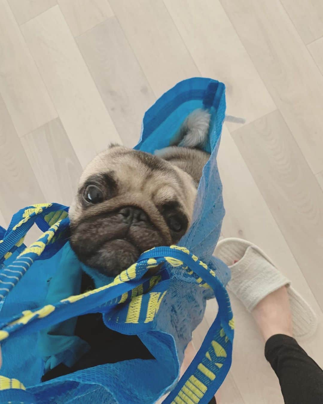 奈津美さんのインスタグラム写真 - (奈津美Instagram)「⌘ Mugi in the IKEA bag 💙 最近何かと入りたがり。 ⌘ #IKEAbag #IKEA #love #pug #pugstagram #howcute #パグ #むぎ #3才 #おとこのこ」7月1日 17時37分 - natsumi_7.2.3