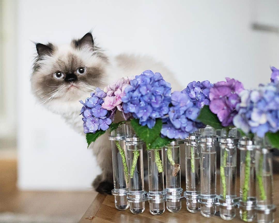 清水桜子さんのインスタグラム写真 - (清水桜子Instagram)「じめじめした天気だけど、気分は上げてこ〜。 ・ 小さい紫陽花選んで飾ってみたよ。 猫には毒だから見るだけ注意👀」7月1日 18時02分 - sakuracos
