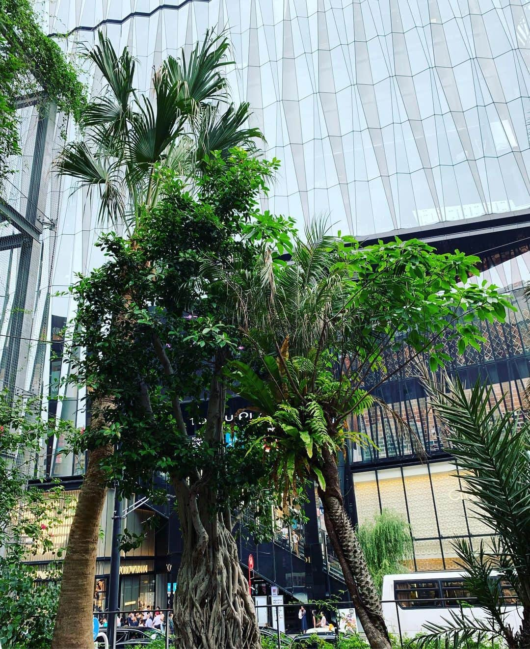 一三さんのインスタグラム写真 - (一三Instagram)「銀座のジャングルにて。  #銀座 #ginza #ジャングル #jungle #植物 #plant #緑 #グリーン #green #木 #tree」7月1日 18時00分 - ichizou.co.jp