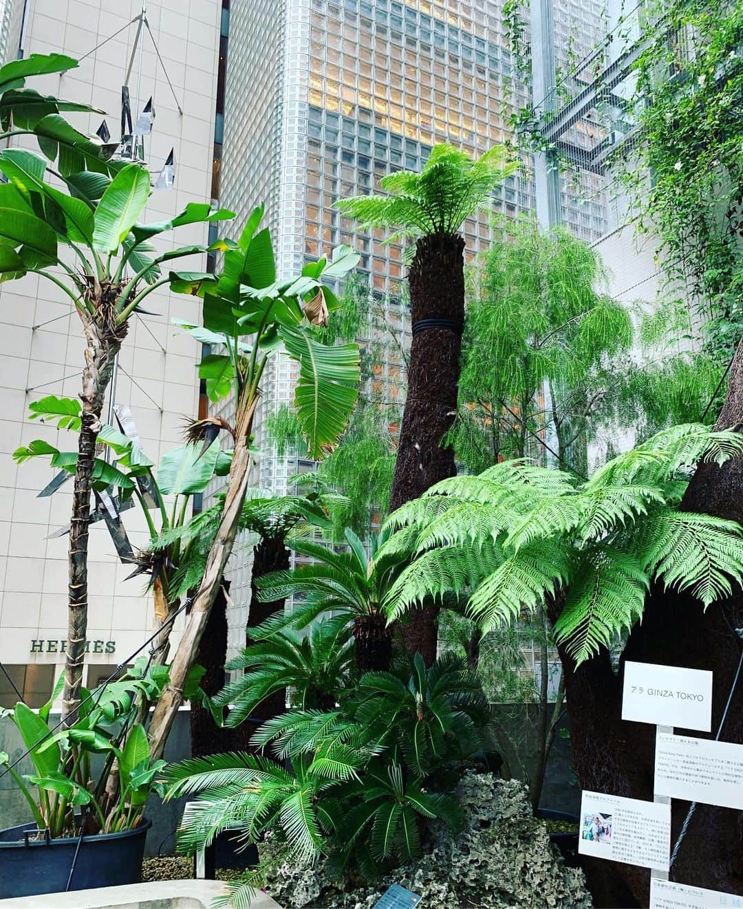 一三さんのインスタグラム写真 - (一三Instagram)「銀座のジャングルにて。  #銀座 #ginza #ジャングル #jungle #植物 #plant #緑 #グリーン #green #木 #tree」7月1日 18時00分 - ichizou.co.jp