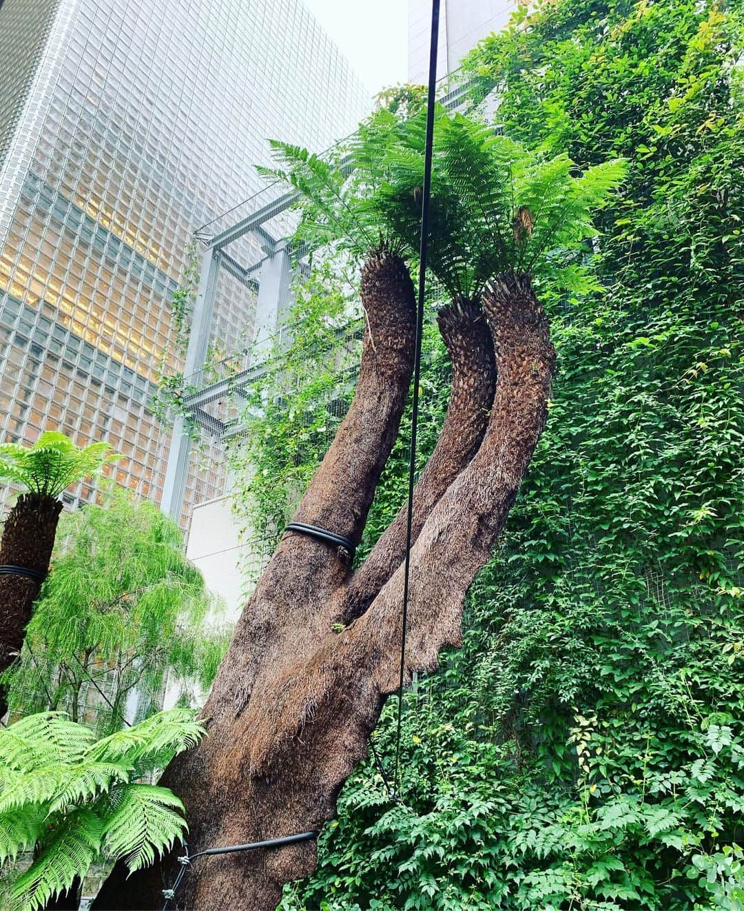 一三さんのインスタグラム写真 - (一三Instagram)「銀座のジャングルにて。  #銀座 #ginza #ジャングル #jungle #植物 #plant #緑 #グリーン #green #木 #tree」7月1日 18時00分 - ichizou.co.jp