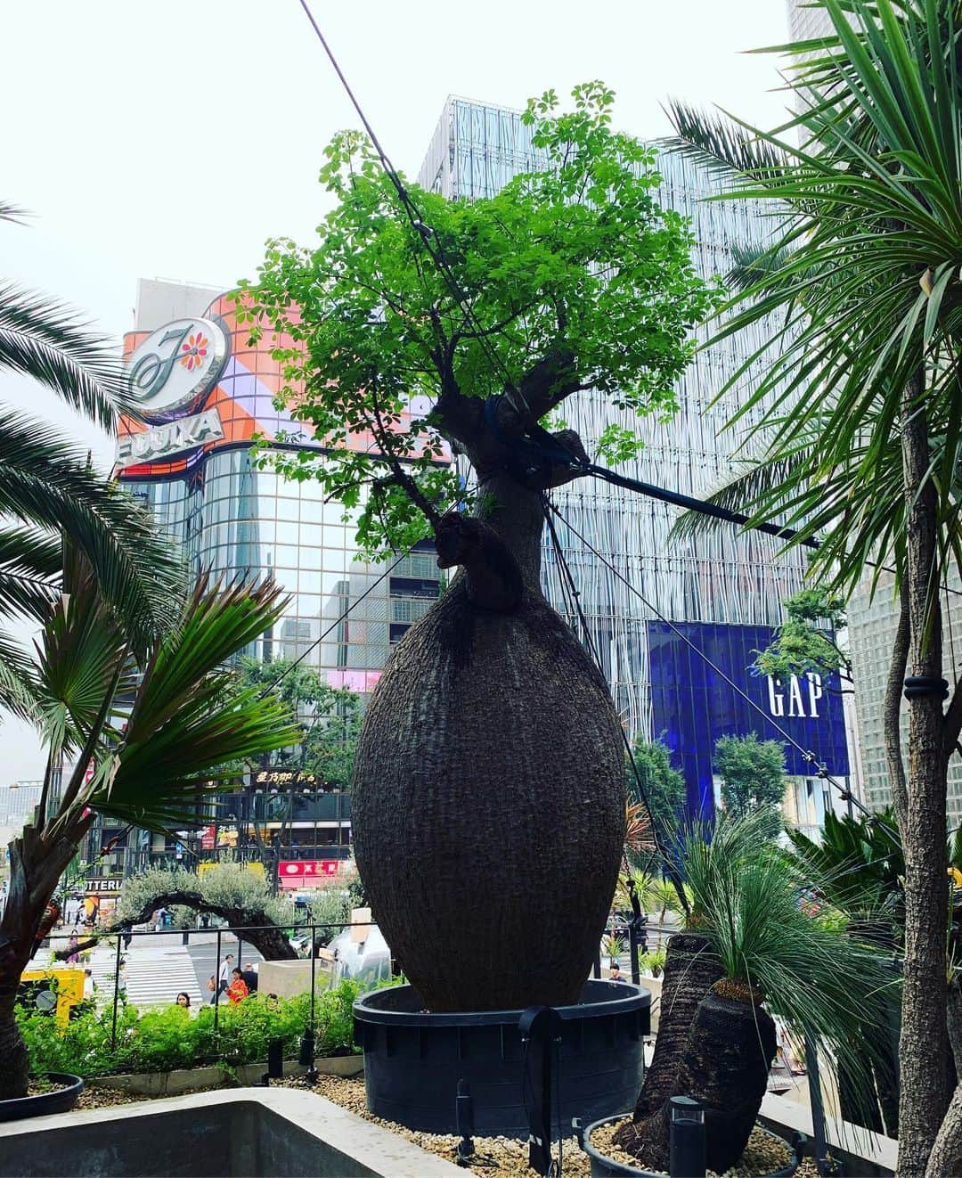 一三さんのインスタグラム写真 - (一三Instagram)「銀座のジャングルにて。  #銀座 #ginza #ジャングル #jungle #植物 #plant #緑 #グリーン #green #木 #tree」7月1日 18時00分 - ichizou.co.jp