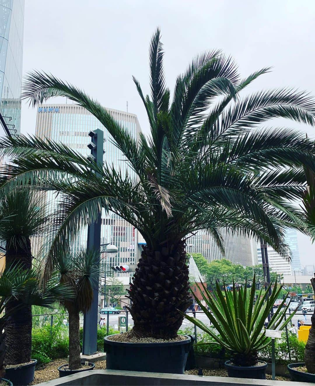 一三さんのインスタグラム写真 - (一三Instagram)「銀座のジャングルにて。  #銀座 #ginza #ジャングル #jungle #植物 #plant #緑 #グリーン #green #木 #tree」7月1日 18時00分 - ichizou.co.jp