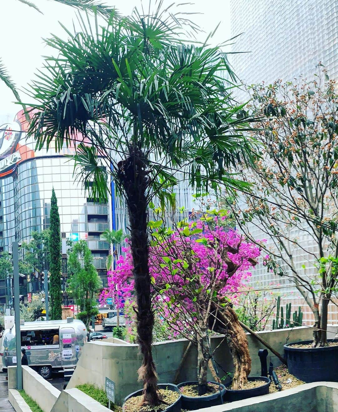 一三さんのインスタグラム写真 - (一三Instagram)「銀座のジャングルにて。  #銀座 #ginza #ジャングル #jungle #植物 #plant #緑 #グリーン #green #木 #tree」7月1日 18時00分 - ichizou.co.jp