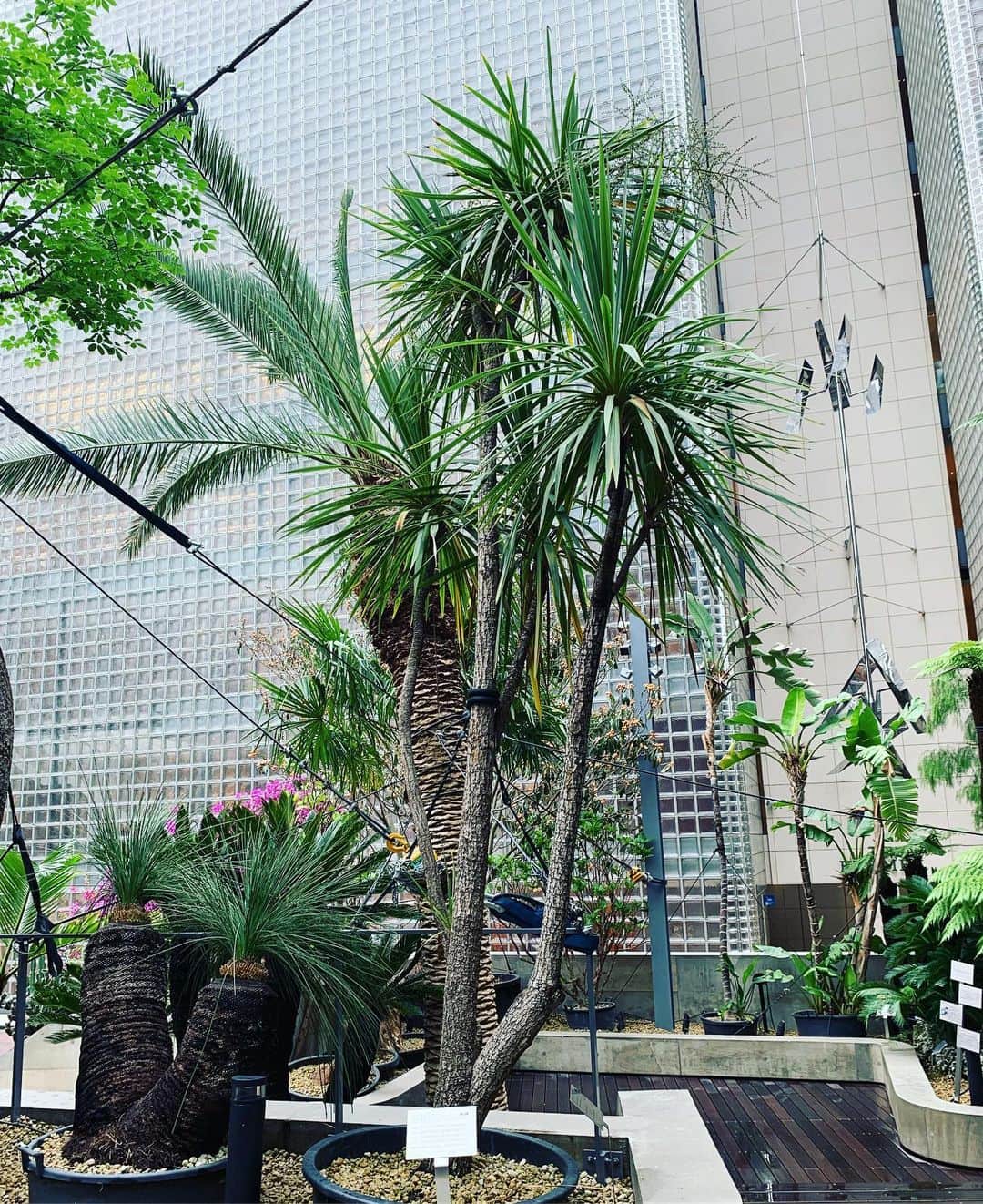 一三さんのインスタグラム写真 - (一三Instagram)「銀座のジャングルにて。  #銀座 #ginza #ジャングル #jungle #植物 #plant #緑 #グリーン #green #木 #tree」7月1日 18時00分 - ichizou.co.jp