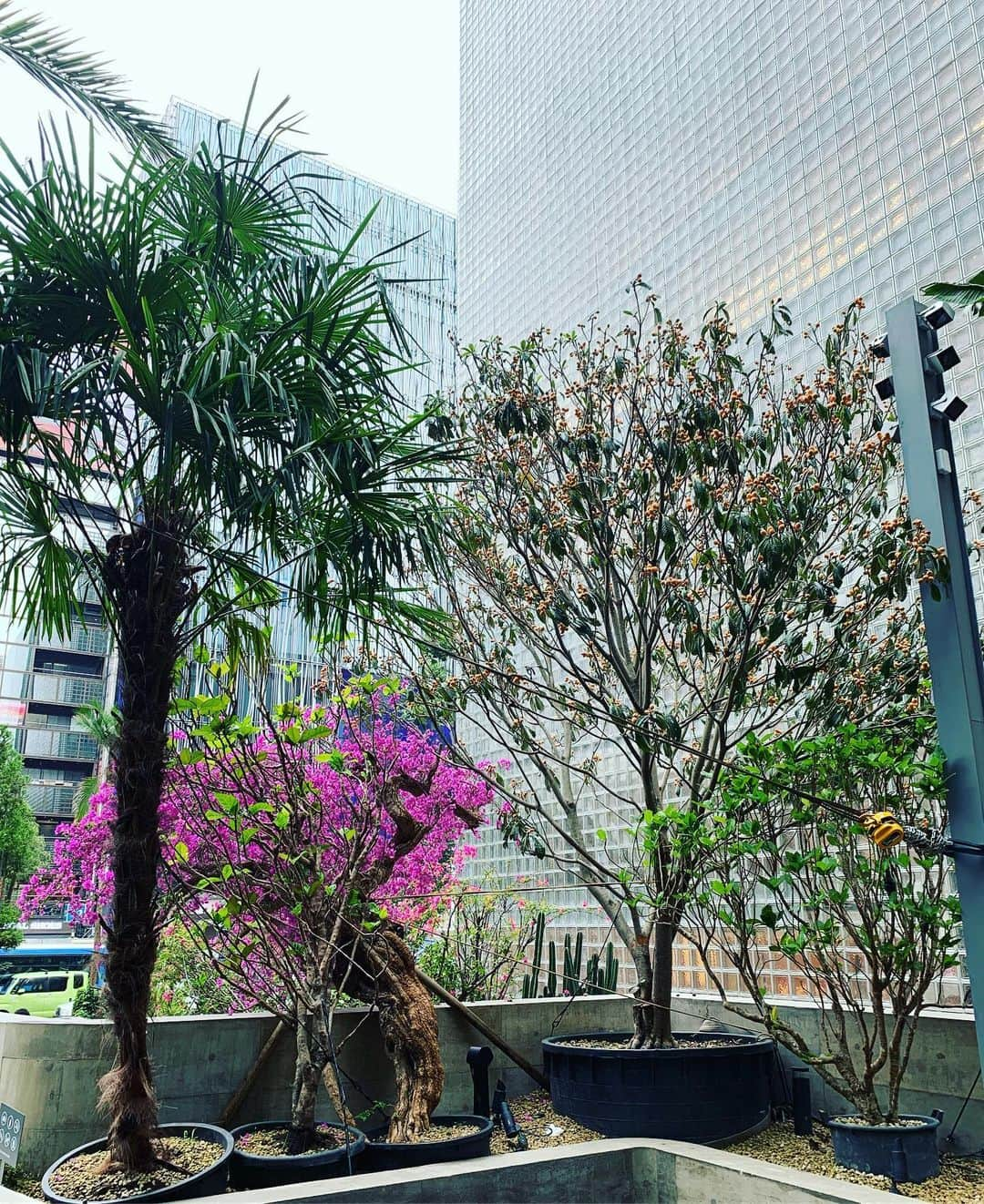 一三さんのインスタグラム写真 - (一三Instagram)「銀座のジャングルにて。  #銀座 #ginza #ジャングル #jungle #植物 #plant #緑 #グリーン #green #木 #tree」7月1日 18時00分 - ichizou.co.jp