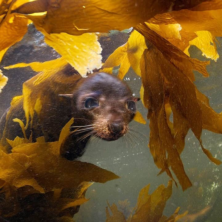 ナショナルジオグラフィックさんのインスタグラム写真 - (ナショナルジオグラフィックInstagram)「Photo by Brian Skerry @BrianSkerry | A New Zealand fur seal pup peeks through fronds of kelp in New Zealand’s Fiordland.  Photographed within one of New Zealand’s many marine reserves, places where ocean wildlife has thrived due to protection. Photographed #onassignment for @natgeo. To see more ocean wildlife photos follow @BrianSkerry #marinereserves #underwater #seals #NZ」7月1日 18時38分 - natgeo