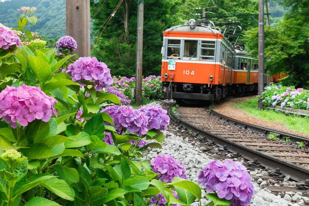 THE GATEさんのインスタグラム写真 - (THE GATEInstagram)「【Follow us! @thegate_japan】THE GATE is a website for all journeys in Japan. Follow @thegate_japan for japan travel inspiration! . The Hakone Tozan Railway(#箱根登山鉄道) connects #OdawaraStation(#小田原駅) and #GoraStation(#強羅駅), which are located 15 km away from each other in #Kanagawa Prefecture(#神奈川)🚃💠💠 . The Railway runs on the world’s second steepest slope, and the difference in altitude between the first and last stops is as high as 527 meters. . Since the train runs on the mountain path through the Hakone Mountains, it offers unique opportunities to experience the surrounding nature very closely. . The appeal of the ride is the superb view that varies from season to season, such as greenery in the spring, fallen leaves in the autumn, and snowy scenery in the winter. . Above all, the best season for the ride is mid-June to mid-July, when the hydrangeas are in bloom. The train, known as “the #HydrangeaTrain(#あじさい電車),” offers passengers an admirable view of hydrangeas that are so extensively spread they almost touch the train windows. . At night, the hydrangeas are illuminated at six locations along the railway, allowing passengers to enjoy a fanciful view that cannot be seen in the daytime. . #Japan #thegate_japan #travel #exploring #thegate #thegate_hydrangeas #visitjapan #sightseeing #ilovejapan #triptojapan #scenery #vacation #holiday #travelphotography #japaneseview #hydrangeas #train #japanesetrain」7月1日 18時43分 - thegate_travel