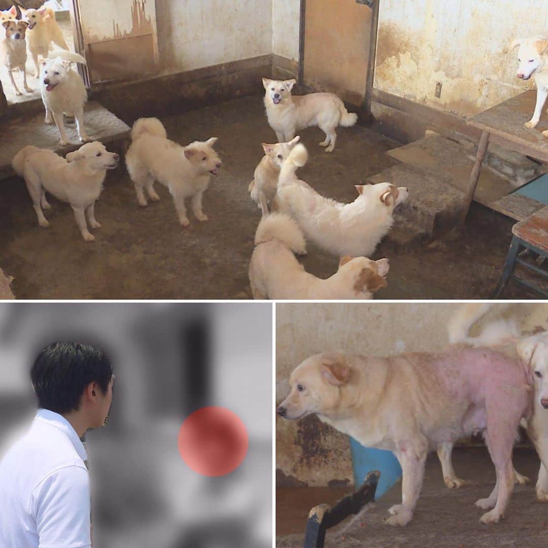 テレビ西日本「Cubetnc」さんのインスタグラム写真 - (テレビ西日本「Cubetnc」Instagram)「先月22日、 ペットが過剰に繁殖し、適切に飼育できない状況に陥る 「多頭飼育崩壊」問題について放送しました。 近所の苦情が絶えないことから、 先月中に転居するかすべての犬を殺処分するかの ２択が飼い主に迫られていた、福岡県内の現場。 その後全国の動物愛護団体や個人から 引き受けの申し出があり、 すべての犬たちを救出するめどが立ったそうです。 番組にも、犬たちの今後を心配する声など、 大きな反響がありました。 関心を持っていただき、ありがとうございました。  福岡ＮＥＷＳファイルＣＵＢＥでは、 これからも地域の情報をしっかりお伝えして参ります。 次回の放送は、今月６日（土）あさ10時25分からです。 ぜひ、ご覧ください！  #仲村健太郎 #追跡 #多頭飼育崩壊 #福岡NEWSファイルCUBE #田久保尚英 #角田華子 #テレビ西日本 #TNC」7月1日 19時11分 - cubetnc