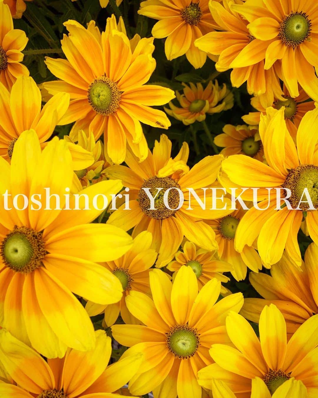 米倉利紀さんのインスタグラム写真 - (米倉利紀Instagram)「super rainy season😢 but the flowers makes me😜 #flower #feel #mood #smile #rain #season #japan #bodymake #plants #art #music #fashion #yellow #power」7月1日 19時21分 - toshi_yonekura