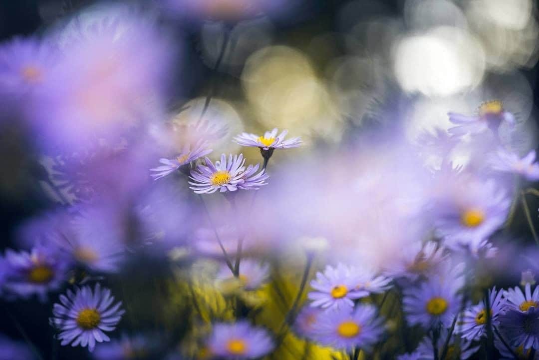 花の写真館さんのインスタグラム写真 - (花の写真館Instagram)「Photo by Takashi Suzuki.⠀ .⠀ Original Post[投稿頂いたURL]⠀ https://www.facebook.com/photo.php?fbid=1020565201443341⠀ .⠀ 本アカウントは、 #私の花の写真 をつけてInstagramに投稿された皆さまの花の写真や、「花の写真館」Facebookページで投稿された花の写真を紹介します。⠀ 「花の写真館」Facebookページは、「 @floral.photograph 」のプロフィールにあるURLからご覧ください。⠀ .⠀ #花の写真館 #floralphotograph #floralphoto #flower #flowers #富士フイルム #FUJIFILM⠀ Follow: @floral.photograph」7月1日 19時31分 - floral.photograph