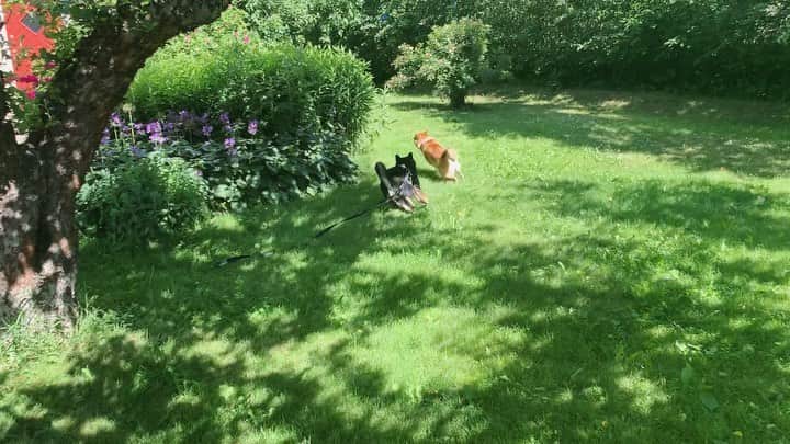 ?Fricko the Shiba Inu?のインスタグラム：「Two silly boys😆😆 🐾 🐾 🐾 #FrickoandKeaton #🐶 #☀️ #shiba #shibainu #dog #柴犬 #赤柴 #黒柴  #adorable #shibalovers #shibaholics  #dogoftheday  #weeklyfluff #aww #dogstagram  #dogscorner #puppiesofinstagram #shibapuppy」