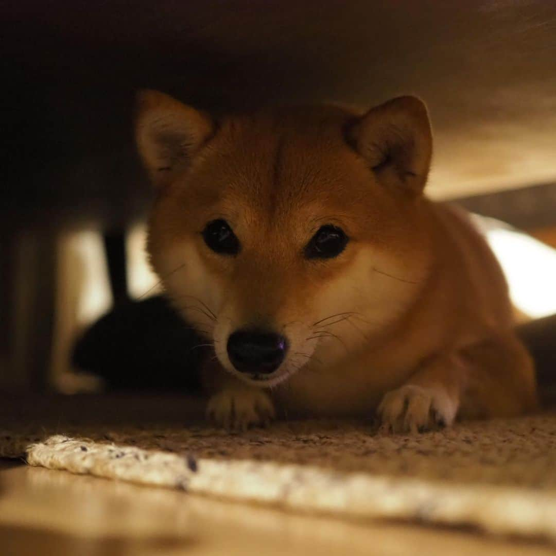 豆柴にこちゃんさんのインスタグラム写真 - (豆柴にこちゃんInstagram)「🐶 隠れにこ。 ①②マットからにこ ③〜⑧ソファ下のにこ .  今日も軽く外の芝生いったら 無事💩でました . #にこの右足闘病記  #柴犬#豆柴#pecoいぬ部#犬#わんこ#犬#ここ柴部#shibainu#dog#mameshiba#pecotv#dog#いぬのきもち部#しばいぬ#しばけん#こいぬ#シバイヌ#いぬ#イヌ#赤柴#マメシバ#ペット#日本犬#子犬#puppy#doggo#pet#시바견#강아지#개」7月1日 19時41分 - nikochan.mame48