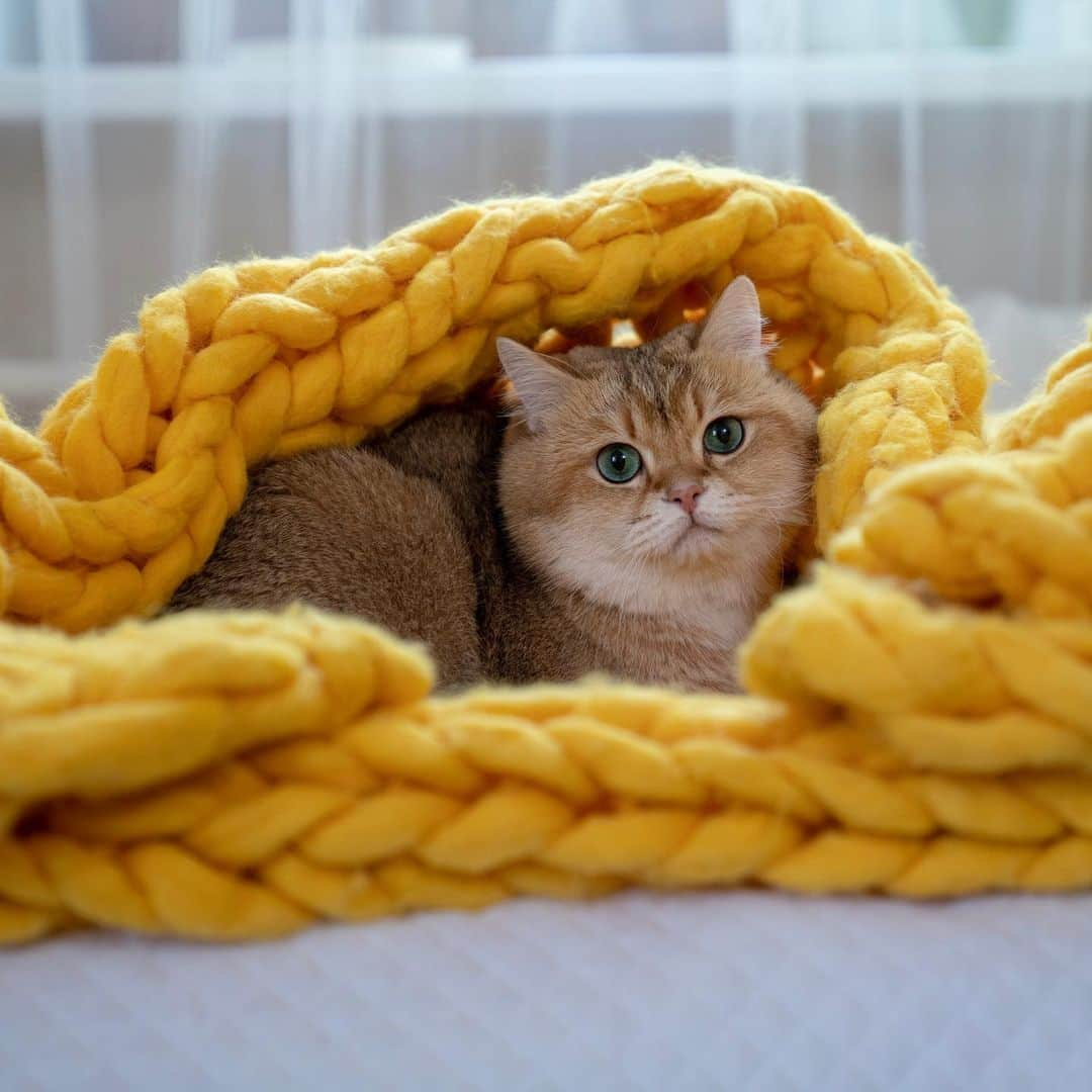 Hosicoさんのインスタグラム写真 - (HosicoInstagram)「Come back to bed, you guys 😺」7月1日 19時43分 - hosico_cat