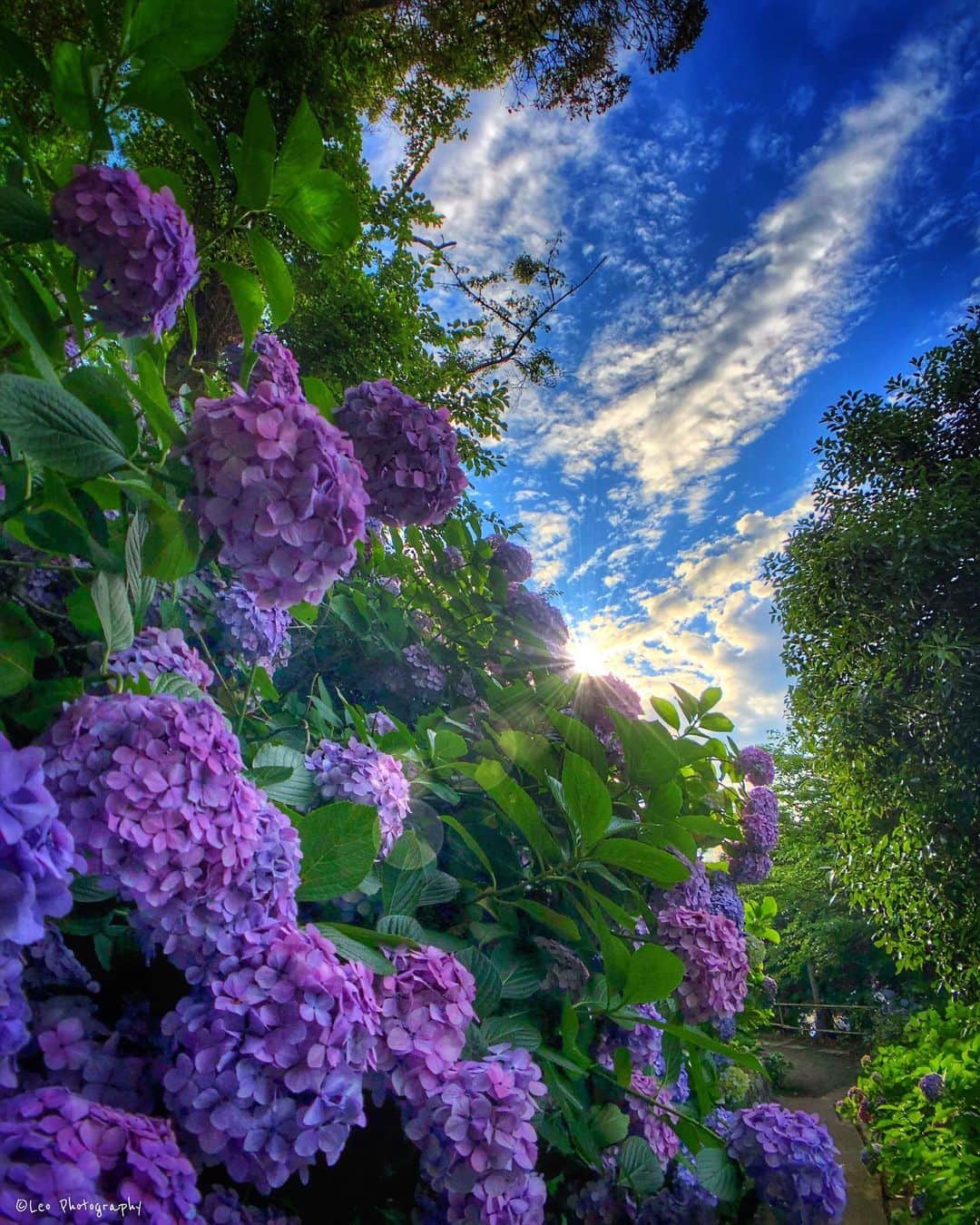 leo7000のインスタグラム：「葉山 あじさい公園、まだまだ見頃です🌺💐✨ 葉山の町と海が一望できる公園ですが、そこに行くまでの道中で1枚(笑) 本日より7月、IG皆さん下半期も頑張りましょう✊🏻😆✨ 今日もお疲れ様でした~♪ 🍺🍺✨」