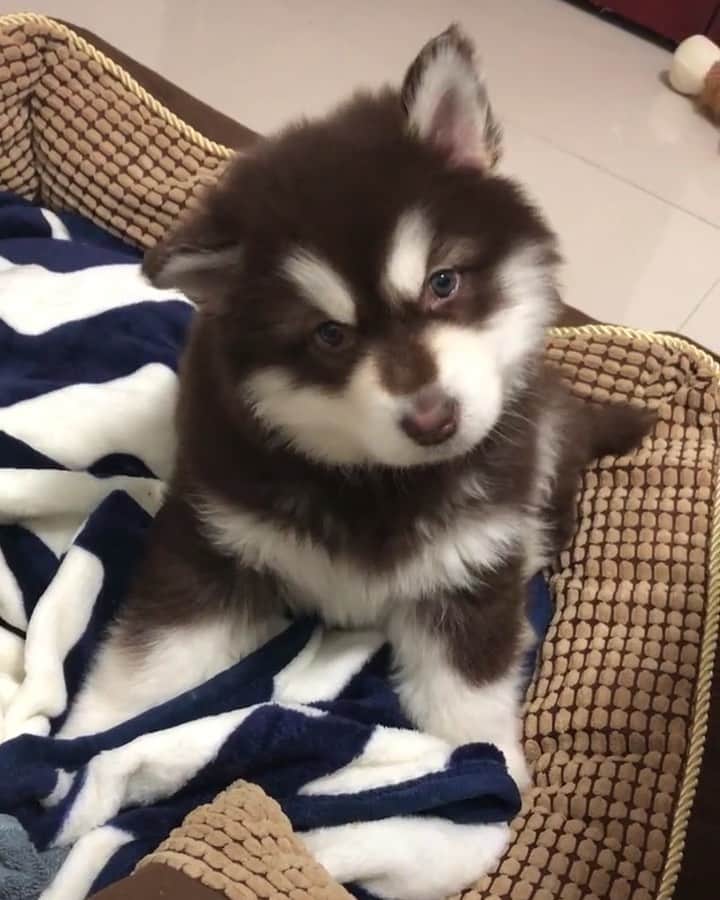 husky and malamuteのインスタグラム：「Love you baby.💖😝」