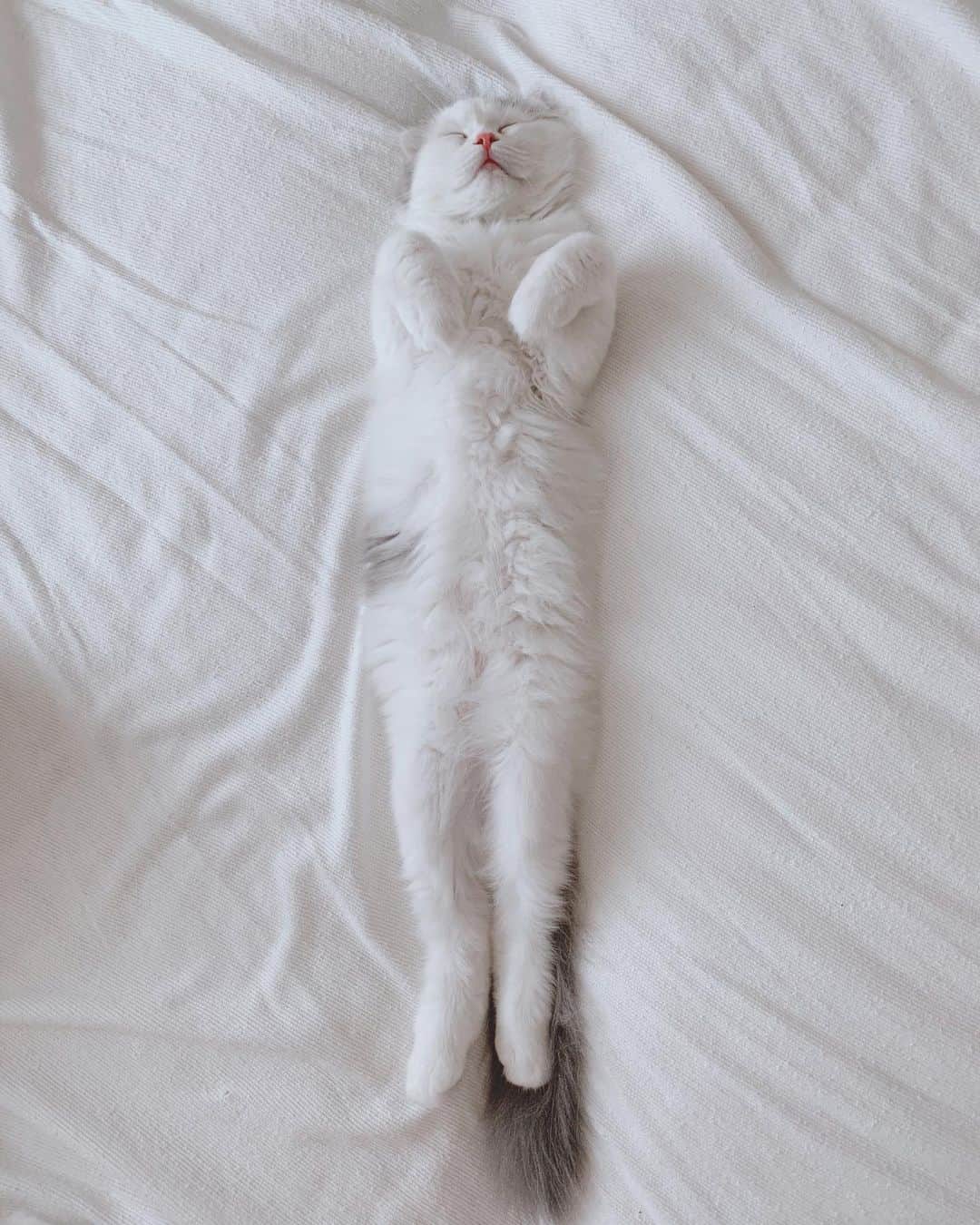 のんたのインスタグラム：「のびーっと寝てるぱんちゃん👻 ・ #scottishfold #catstagram_japan #catsofinstagram #cats_of_instagram#catoftheday #purr #ilovemycat #bestmeow #catlover #cutecat #kittensofinstagram #cute #スコティッシュフォールド#スコティッシュフォールド子猫」