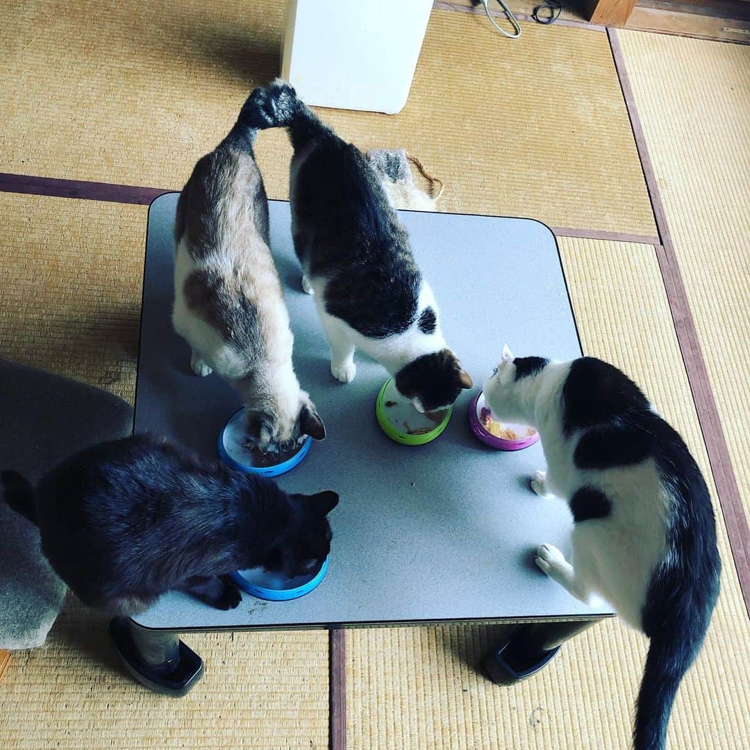 町田康さんのインスタグラム写真 - (町田康Instagram)「みんなで食べると。」7月2日 5時45分 - inunekosonota