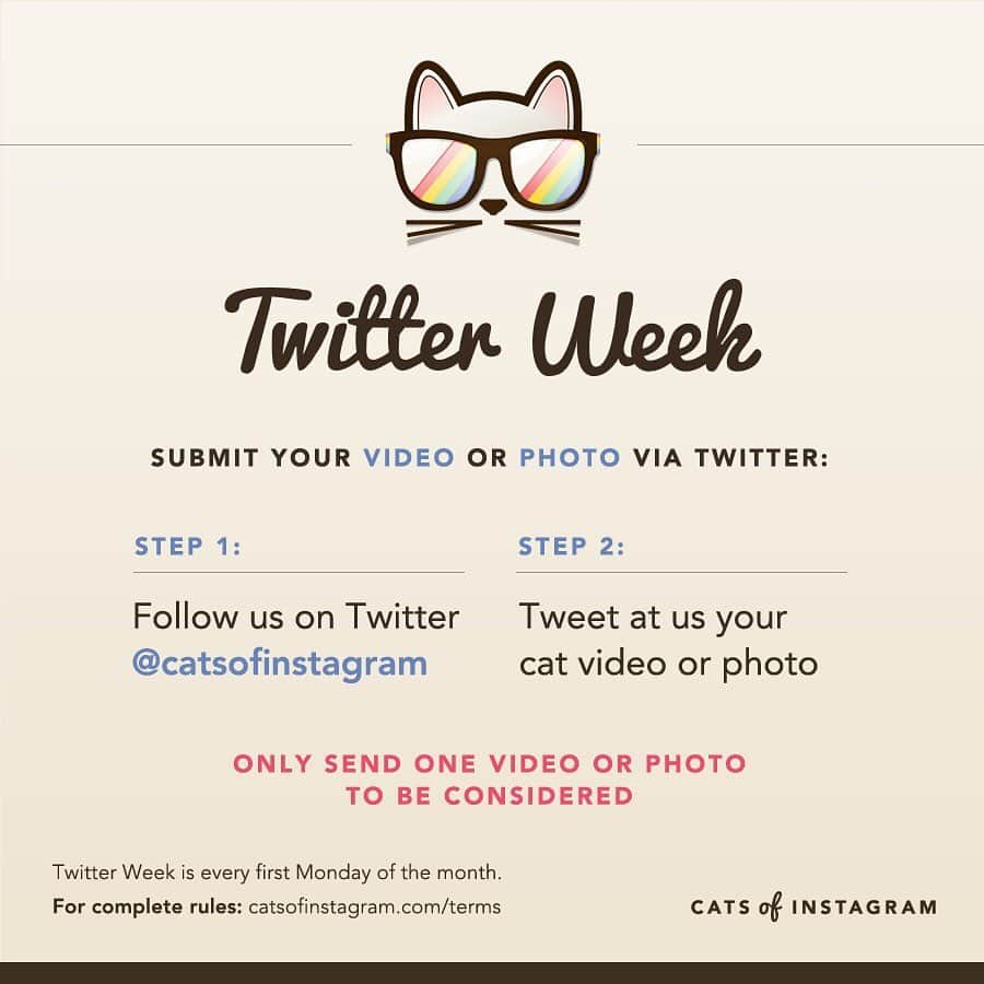 Cats of Instagramさんのインスタグラム写真 - (Cats of InstagramInstagram)「Welcome to the July edition of #twitterweek! Either a photo OR video submission is welcomed! Only one submission per person allowed. Good luck y'all! 🐱☀️」7月2日 6時11分 - cats_of_instagram