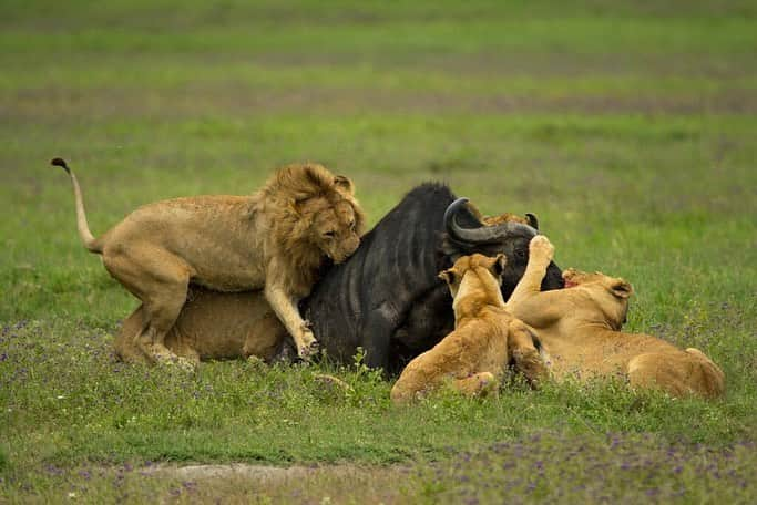 ナショナルジオグラフィックさんのインスタグラム写真 - (ナショナルジオグラフィックInstagram)「Photos by Tim Laman @TimLaman | Lions vs. Buffalo—Part I: Advantage Lions. In one incredible day on safari in Ngorongoro Crater, Tanzania, we witnessed several hunts and attempted hunts between lions and buffalo. This attack began with two lionesses. The first grabbed the buffalo by the neck while the second tried to attack from behind. It seemed to be a stalemate for six minutes. Then reinforcements showed up in the form of the two males and other females from the pride. I captured the second image when the first male to arrive leaped onto the buffalo’s back. It didn’t take long after that for the buffalo to fall. Lions have to eat… Go to @TimLaman to see Lions vs. Buffalo—Part II: Advantage Buffalo.  At times these scenes were not pleasant to watch, I will admit. Nature can be harsh. But it was real, and it was amazing to witness the cycle of life in a place that is still wild. We need places like that on Earth, and it is good for us to visit them. As Tennyson wrote, on this day, we truly witnessed “Nature red in tooth and claw.” #lions #buffalo #Tanzania #Ngorongoro #natureredintoothandclaw」7月2日 6時35分 - natgeo