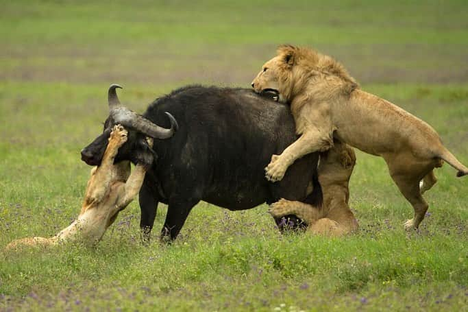 ナショナルジオグラフィックさんのインスタグラム写真 - (ナショナルジオグラフィックInstagram)「Photos by Tim Laman @TimLaman | Lions vs. Buffalo—Part I: Advantage Lions. In one incredible day on safari in Ngorongoro Crater, Tanzania, we witnessed several hunts and attempted hunts between lions and buffalo. This attack began with two lionesses. The first grabbed the buffalo by the neck while the second tried to attack from behind. It seemed to be a stalemate for six minutes. Then reinforcements showed up in the form of the two males and other females from the pride. I captured the second image when the first male to arrive leaped onto the buffalo’s back. It didn’t take long after that for the buffalo to fall. Lions have to eat… Go to @TimLaman to see Lions vs. Buffalo—Part II: Advantage Buffalo.  At times these scenes were not pleasant to watch, I will admit. Nature can be harsh. But it was real, and it was amazing to witness the cycle of life in a place that is still wild. We need places like that on Earth, and it is good for us to visit them. As Tennyson wrote, on this day, we truly witnessed “Nature red in tooth and claw.” #lions #buffalo #Tanzania #Ngorongoro #natureredintoothandclaw」7月2日 6時35分 - natgeo