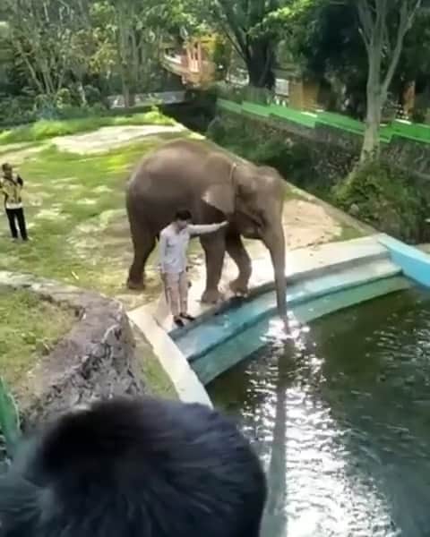 のインスタグラム：「Repost From @karmagawa ⚠WARNING GRAPHIC IMAGES⚠ We hate seeing videos like this of a worker hitting an elephant on his head at The Bukittinggi Zoo in Indonesia. So, why do we continue to post such sad videos? Because in order to stop this kind of blatant animal abuse, it’s crucial to spread awareness about when and where it happens so people know NOT to support establishments like this and before more elephants are injured or even killed due to abusive owners, neglect and poaching, all of which is decimating the species so much do that, we will remind you again and again, elephants are set to become extinct in the next decade or so! Please help us get the word out and tag people in the comments who need to see it and share this video with your social media followers, friends, family and unaware celebrities too as this kind of abuse happens at FAR too many zoos and “sanctuaries” and we must work together to expose it to prevent it from happening in the future! Do not visit The Bukittinggi Zoo or any other place that hits their elephants and please help us educate warn other tourists about the disgusting way they treat their animals! #savetheelephants #endangeredspecies #endanimalcruelty #karmagawa」