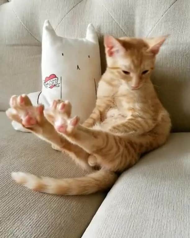 Aww Clubのインスタグラム